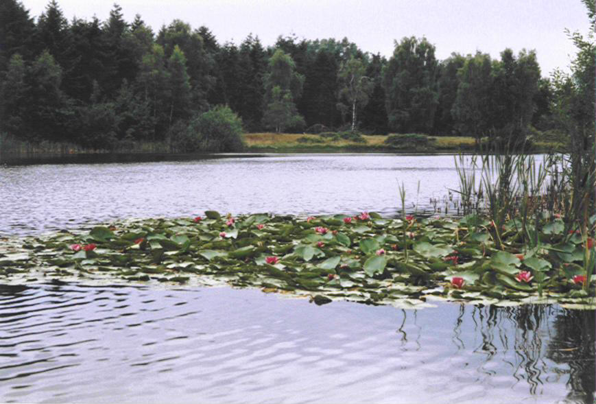 Kijk eens hoe mooi dit gebied is. Echt een unieke plaats voor natuurdagen.